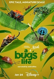 Una vera vita da insetto Manifesto