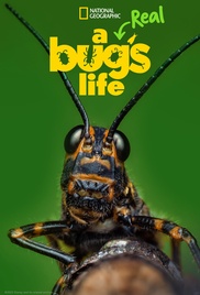 A Real Bug's Life Poster